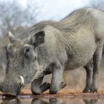 Very sharp photo of a Warthog showing lots of detail