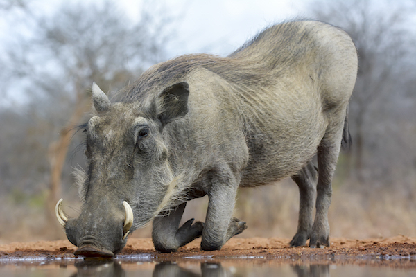 Use of a mid-range aperture shows tack sharp detail of this Warthog's fave and skin.