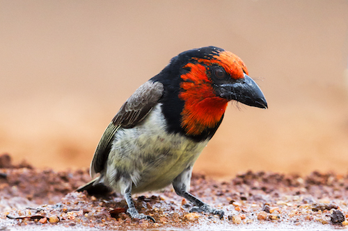 Tack-Sharp Photo of a black collared Barbet with even the smallest hairs visible while the background detail is completely blurred out