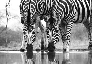Close-up detail of a pair of Zebra drinking