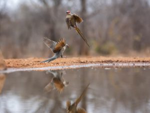 Stop the action for fast moving birds with continuous shooting and a fast shutter speed