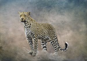 An artistic approach used on an in focus shot of a leopard