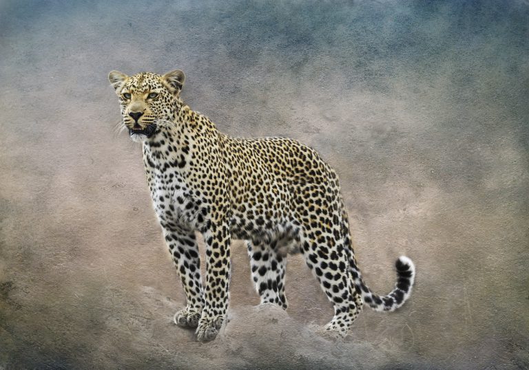 tack sharp photo of a Beautiful Leopard With the Background Bush/Distractions replaced with artistic backdrop