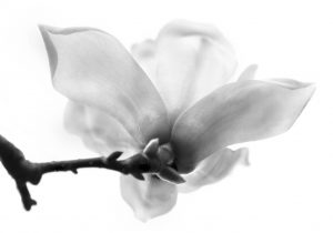 A magnolia shot from below against a white sky
