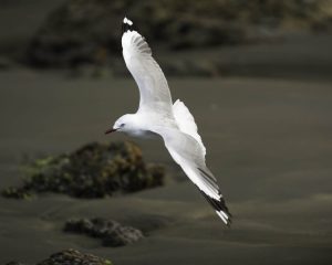Seagull in flight