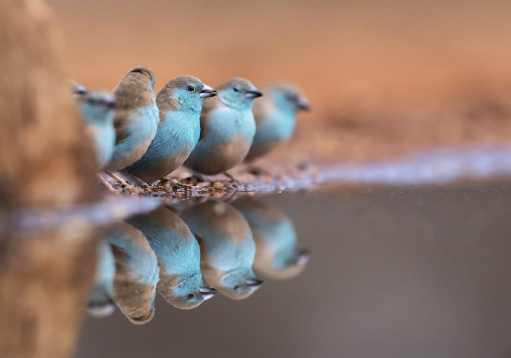 A photo of a group of 5 Blue Waxbills with the centre bird being the main focal point and in very sharp focus