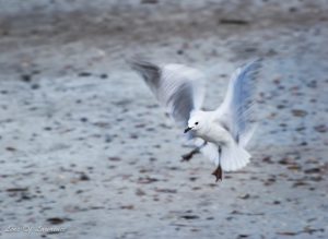 Study your subject so that you can anticipate - this is very helpful with flying birds