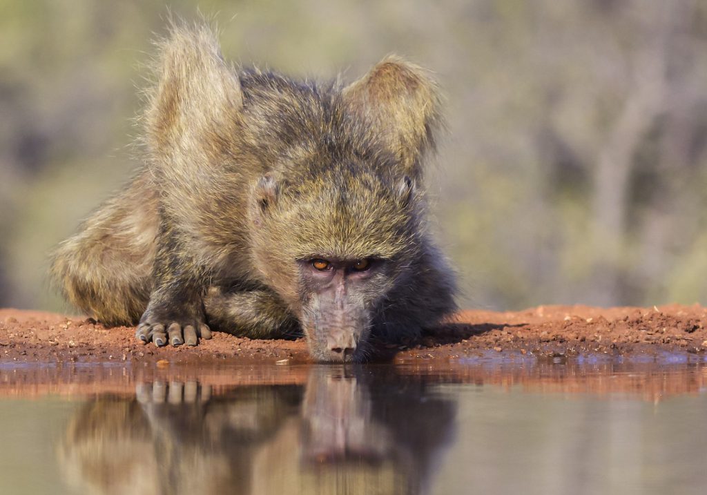 A tack-sharp photo of a baboon drinking water showing great detail in the face and fur