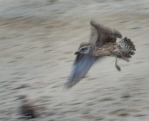 Seagull in flight showing movement of wings