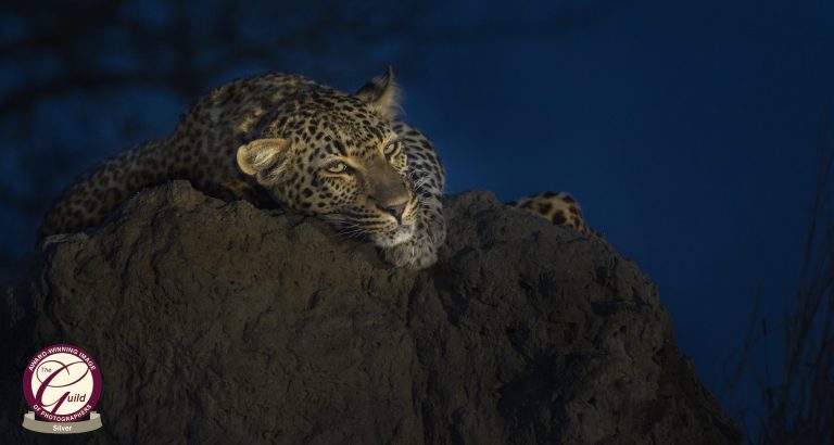 My Photo Skills Leopard on anthill shortly after sunset in what is known as the blue hour