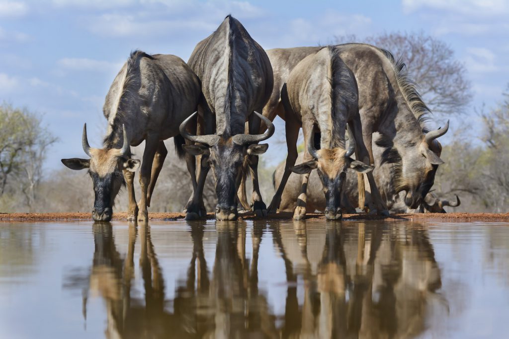 A tack sharp photo of Wildebeest at a waterhole taken from a low angle