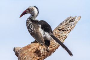 Hornbill basking on a dead trees tump in bright sunlighti