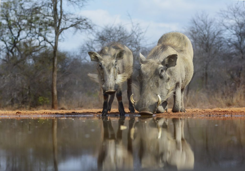 A photo of a female Warthog and her inquisitive offspring drinking at a waterhole