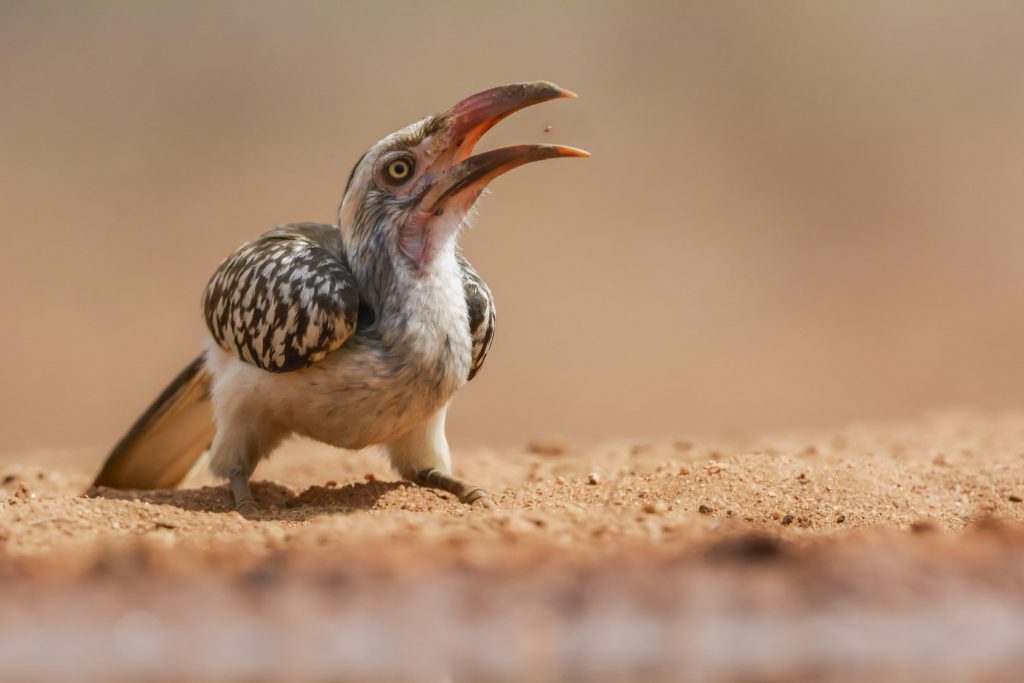 A colour photo of a Yellow billed Hornbill flicking a seed into the air and catching it in his bill