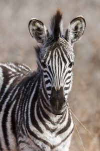 A photo of a Zebra foal with a blade of dry grass in its mouth