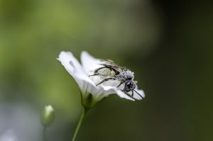 Macro photography requires special techniques due to the extremely shallow depth of field