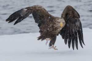 Cold Weather Photography Tips Snow Eagle