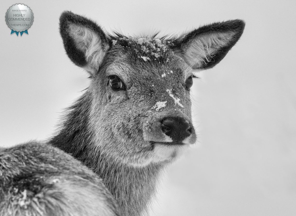 Cold Weather Photography Tips Deer in snow