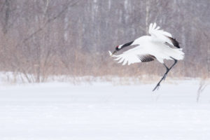 Cold Weather Photography Tips White Stork
