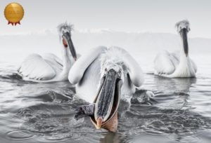 Cold Weather Photography Tips Pelicans