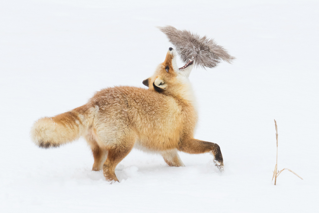 Cold-Weather Photography Tips Fox in winter