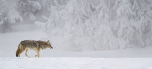 Cold Weather Photography Tips lone Fox in snow