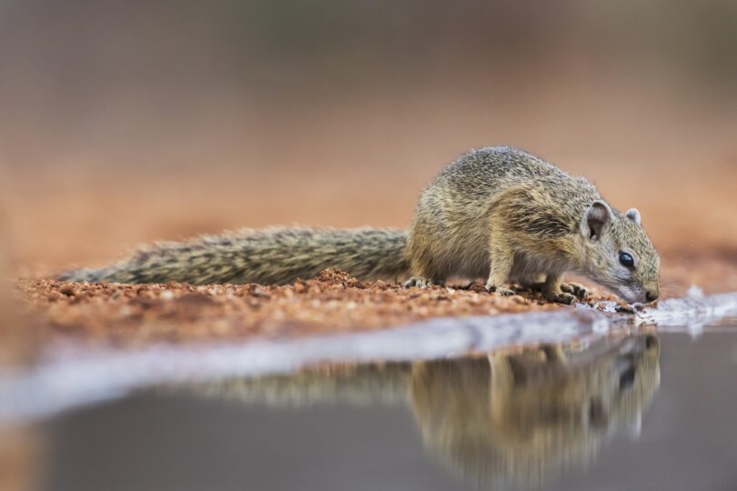 Best Cameras for Wildlife Photography 2020 My Photo Skills