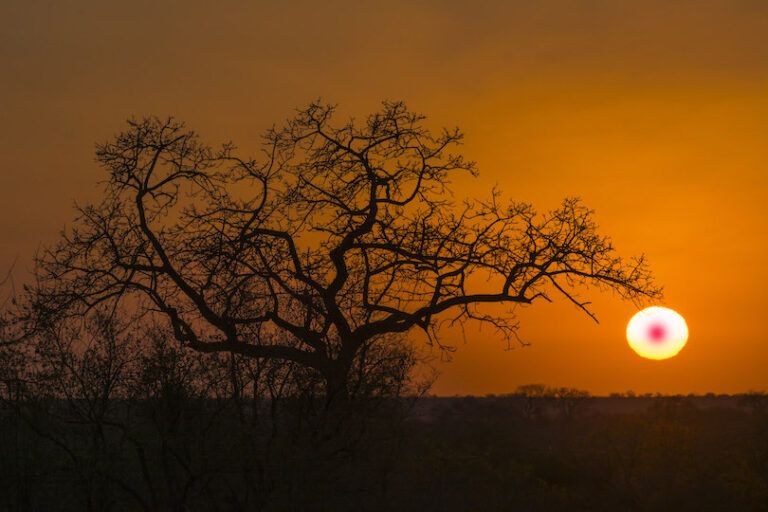 Photography- Metering Modes Silhouette of a Tree Showing Single Spot Used To Meter Exoosure