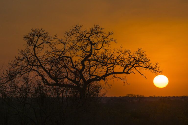 Photography-Metering-Modes-Silhouette or a Tree Taken Using Spot Metering Mode