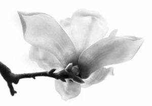 Photography Metering Modes a high Key Image Taken Using Centre Weighted Metering